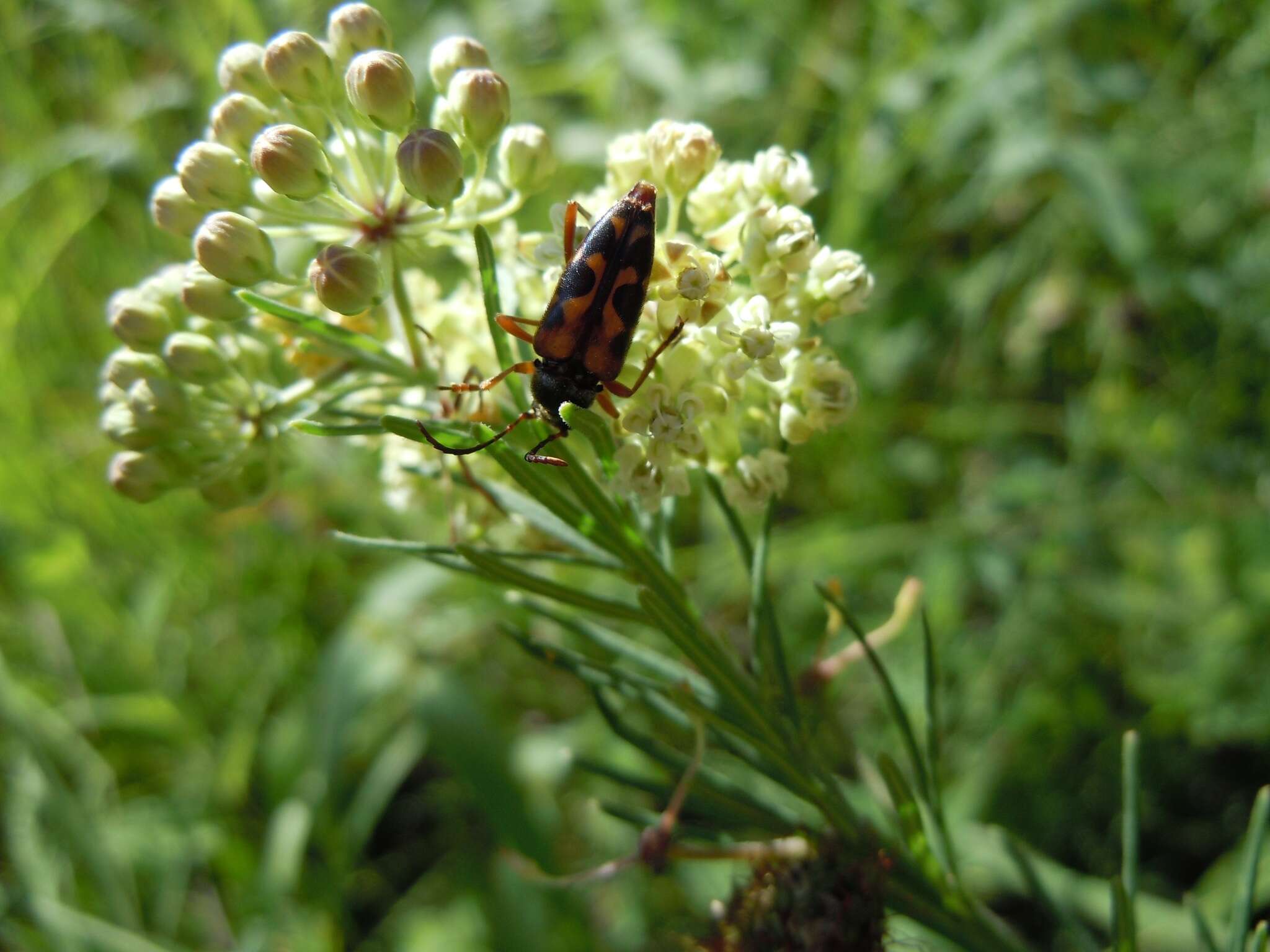 صورة Typocerus octonotatus (Haldeman 1847)