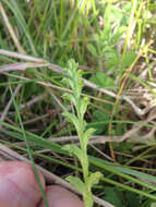 Image of Common onion orchid