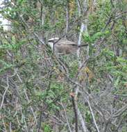 Image of White-browed Babbler