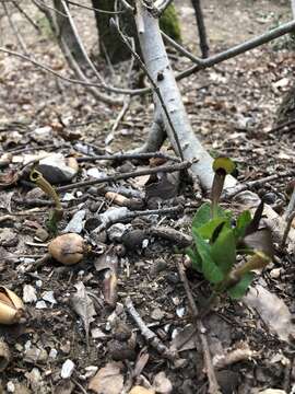 Image of Aristolochia lutea Desf.