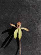 Plancia ëd Caladenia transitoria D. L. Jones