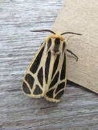 Image of Nais Tiger Moth