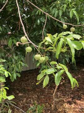 Image of Melicope rubra (Lauterb. & K. Schum.) T. G. Hartley