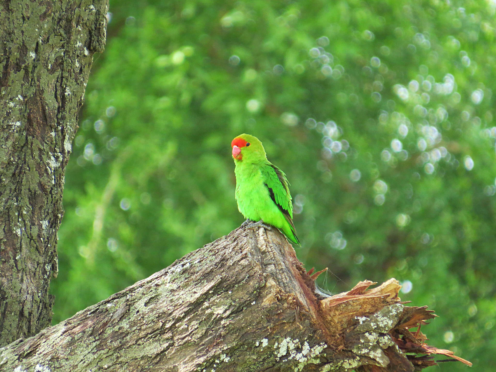 Image of Black-winged Lovebird