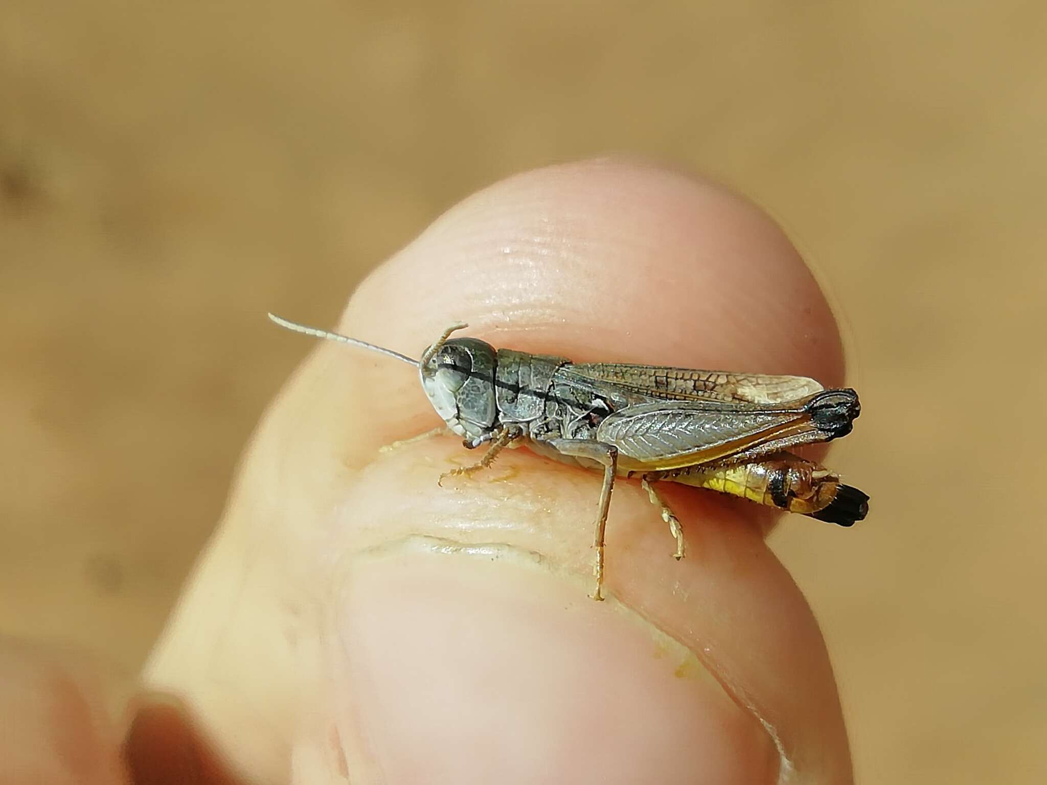 Plancia ëd Myrmeleotettix pallidus (Brunner von Wattenwyl 1882)