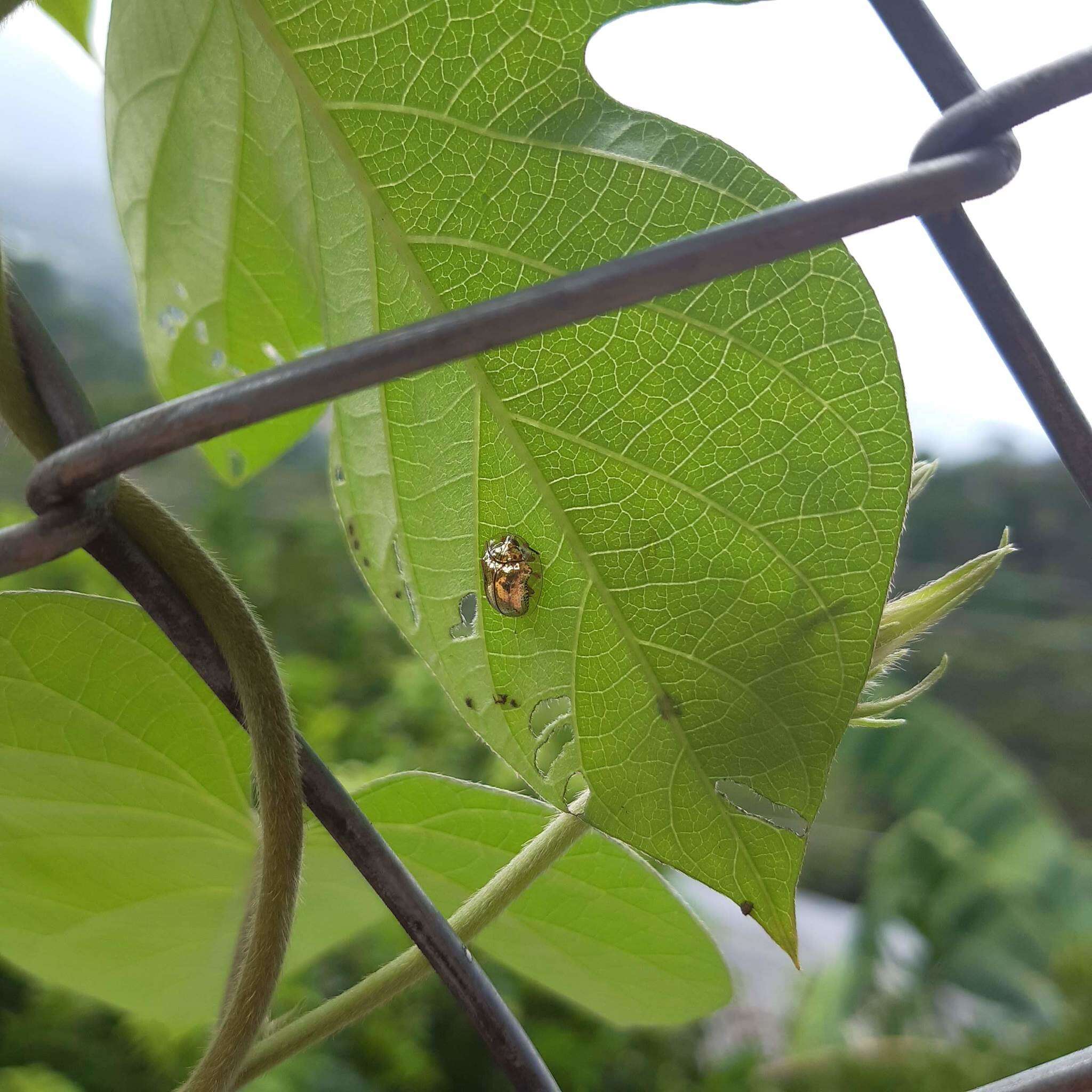 Imagem de Charidotella (Charidotella) sexpunctata bicolor (Fabricius 1798)