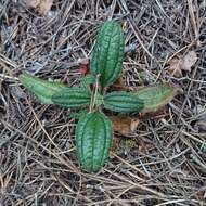 Image of Tuberaria lignosa (Sweet) Samp.