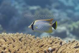 Image of Acropora Butterfly