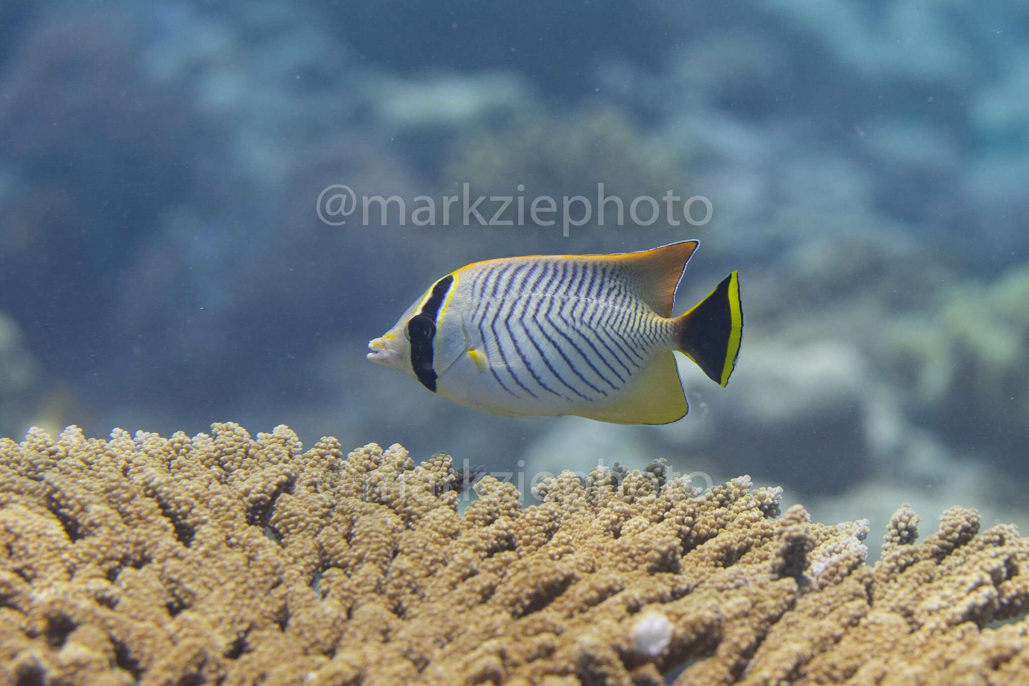 Image of Acropora Butterfly