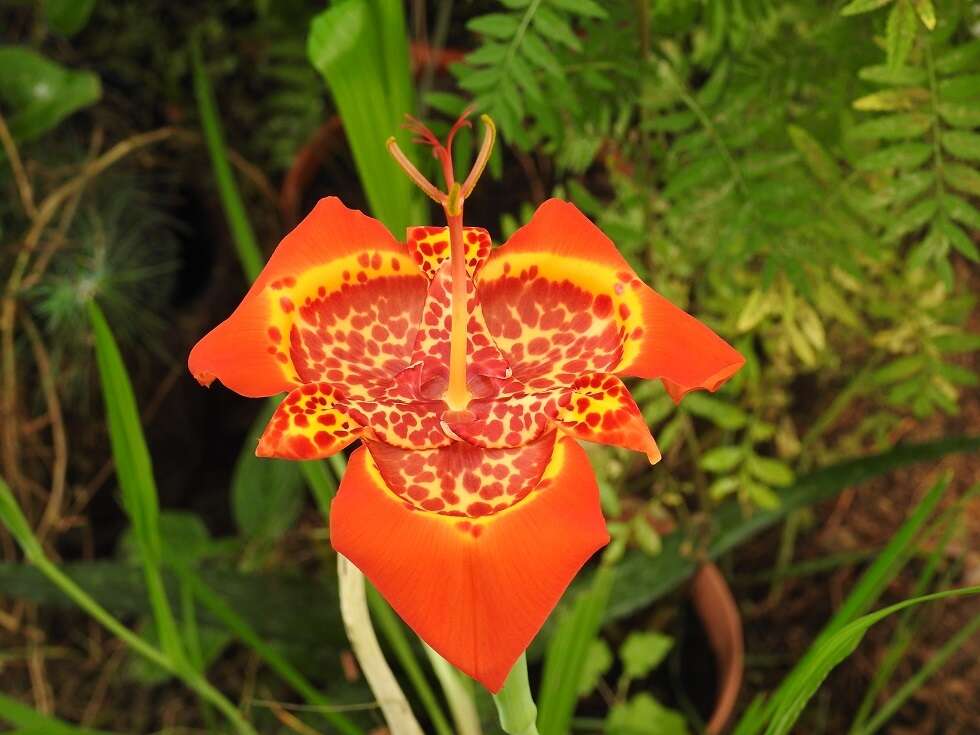 Слика од Tigridia pavonia (L. fil.) Redouté