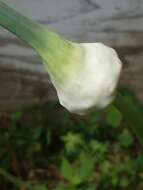 Image of <i>Allium <i>sativum</i></i> var. sativum