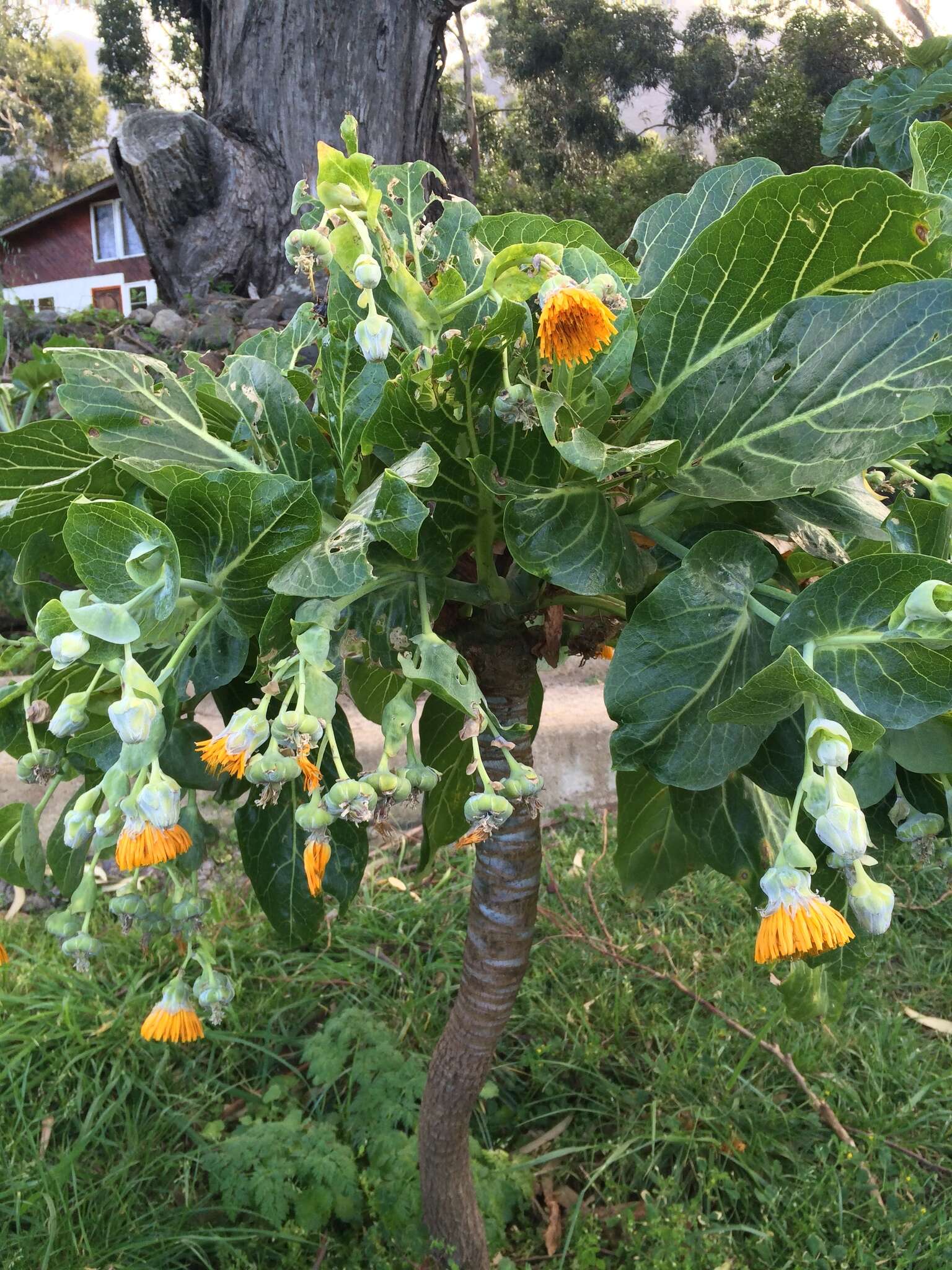 Image of Sonchus brassicifolius S. C. Kim & Mejías