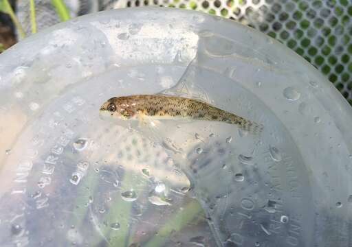 Слика од Etheostoma olmstedi Storer 1842