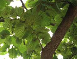 Image of Bauhinia foveolata Dalzell