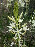 Imagem de Camassia leichtlinii subsp. leichtlinii