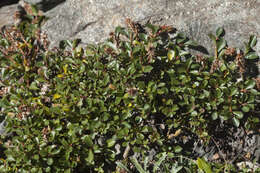 Image of Salix berberifolia Pall.