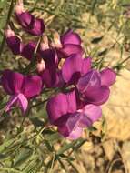 Imagem de Lathyrus zionis C. L. Hitchc.