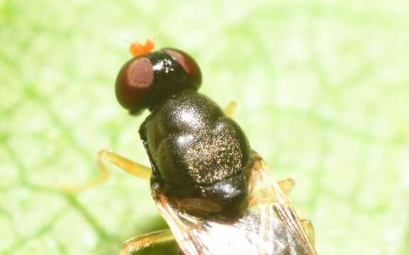 Image of Pachygaster leachii Curtis 1824