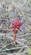 Image of Puya eryngioides André