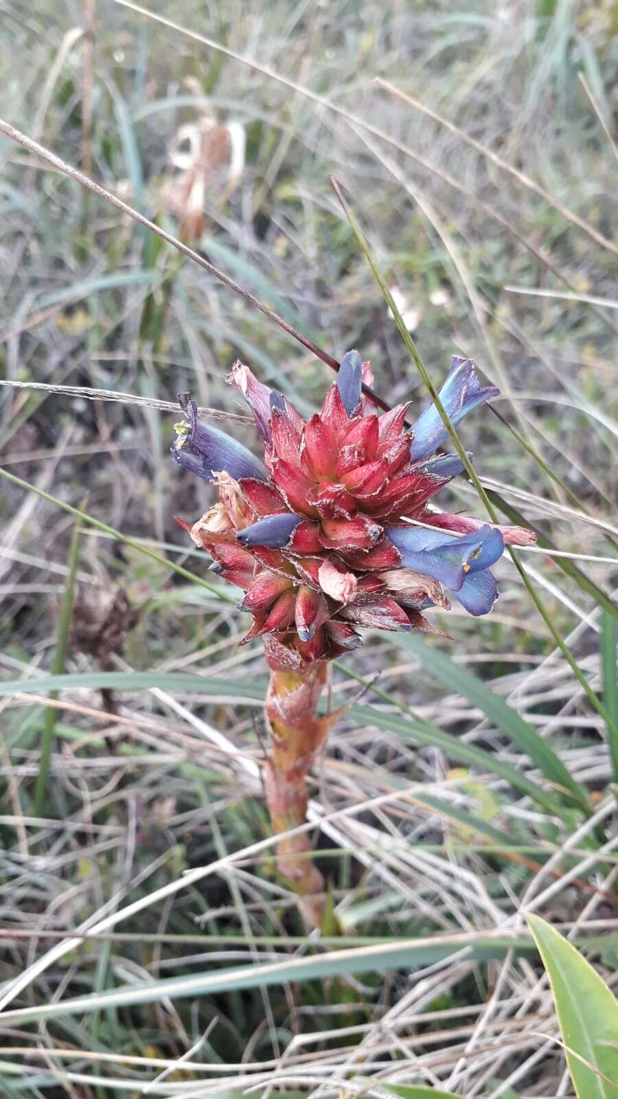 Image of Puya eryngioides André