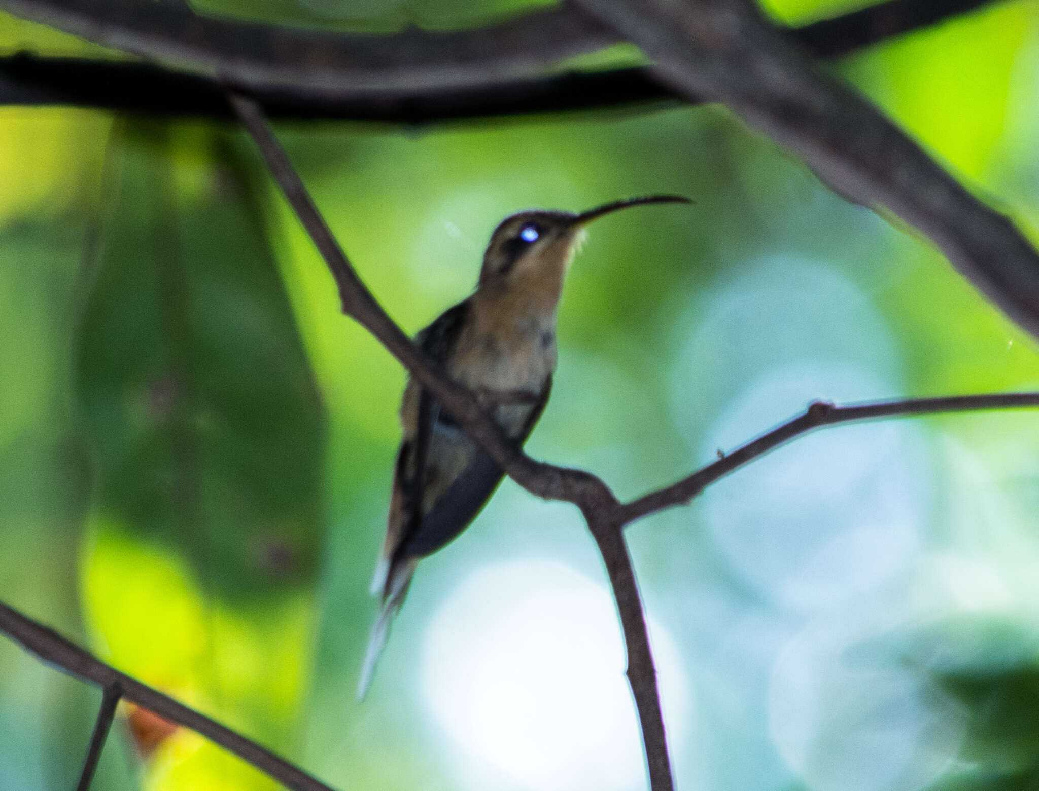 Image of Cinnamon-throated Hermit