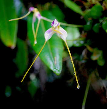 Image de Masdevallia estradae Rchb. fil.