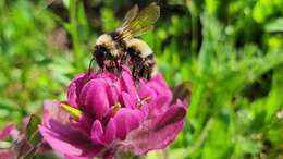 Image of Bombus kirbiellus Curtis 1835