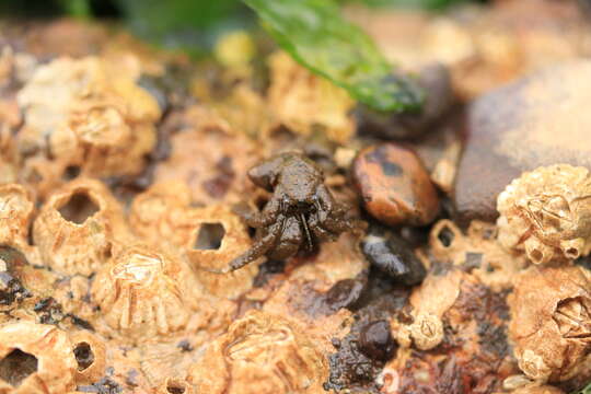 Image of Hairy Hermit Crab