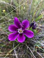 Image of Sparaxis grandiflora subsp. grandiflora