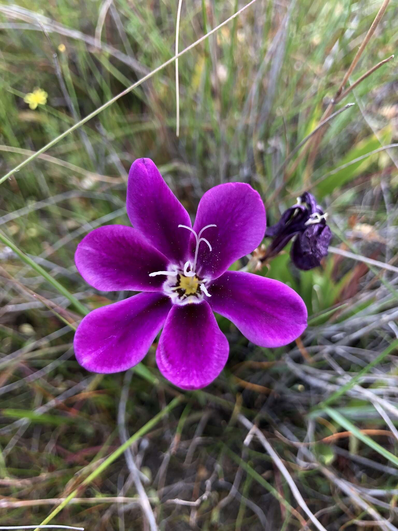 Image of Sparaxis grandiflora subsp. grandiflora