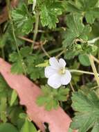 Image of cinquefoil geranium