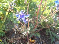 Plancia ëd Delphinium glareosum Greene