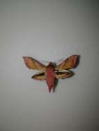 Image of small elephant hawk-moth