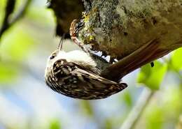 Image of Short-toed Treecreeper