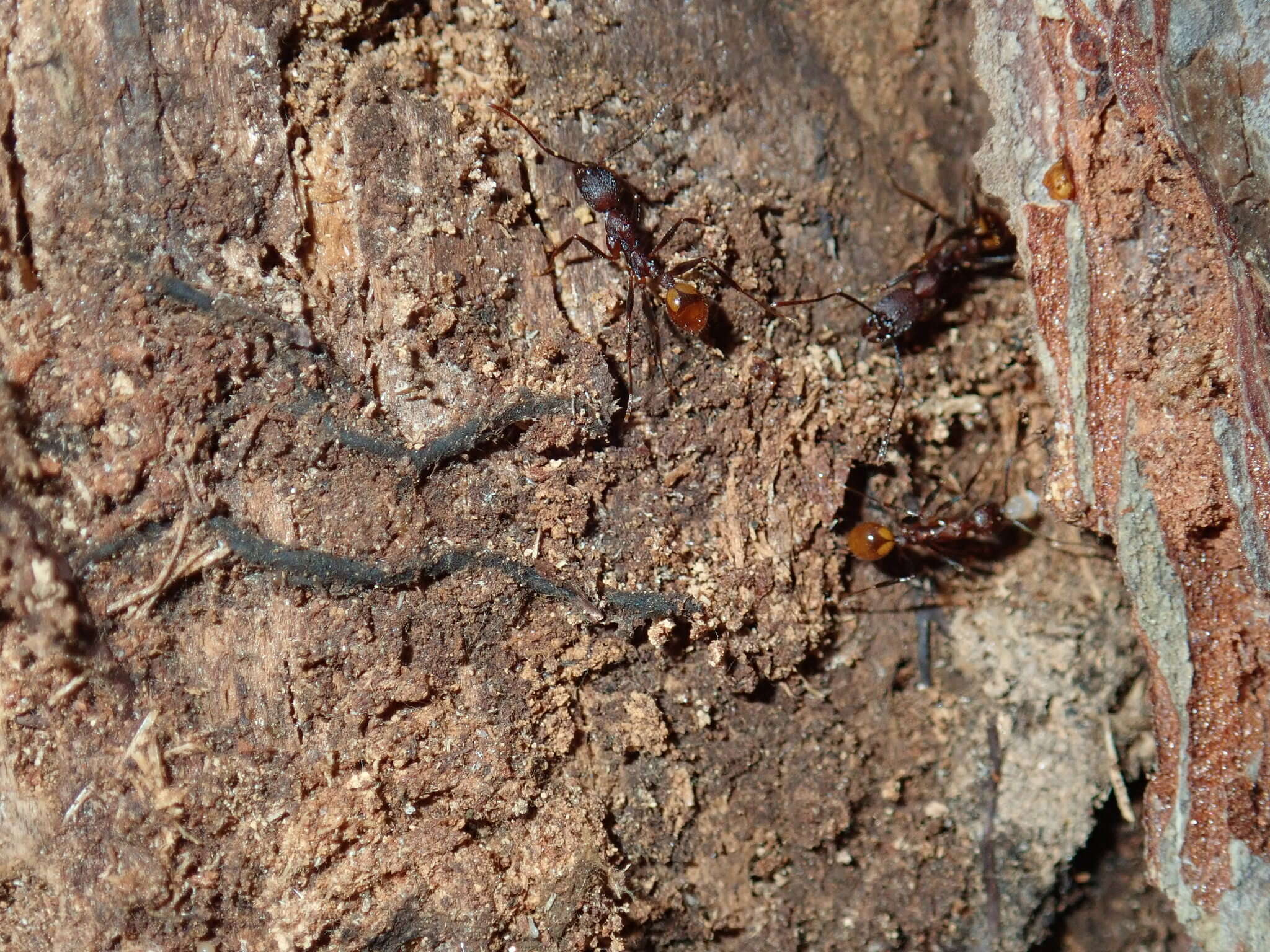 Image of Aphaenogaster lamellidens Mayr 1886