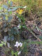 Image of Coast Range triteleia