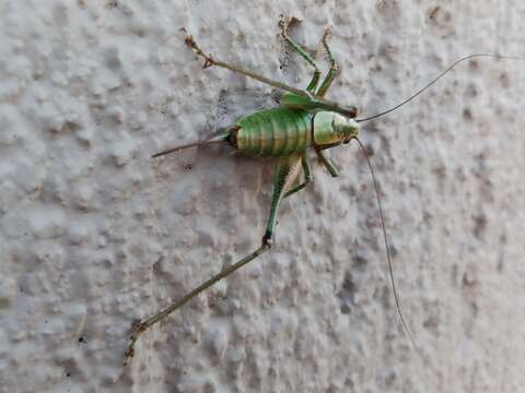 Image of Eupholidoptera cephalonica Willemse, F. M. H. & L. P. M. Willemse 2004