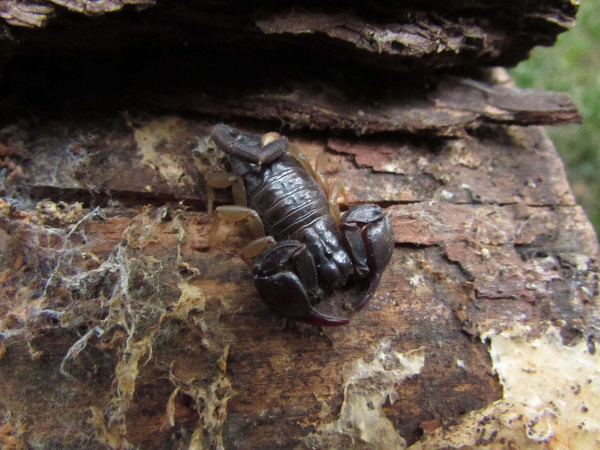 Euscorpius flavicaudis (De Geer 1778) resmi