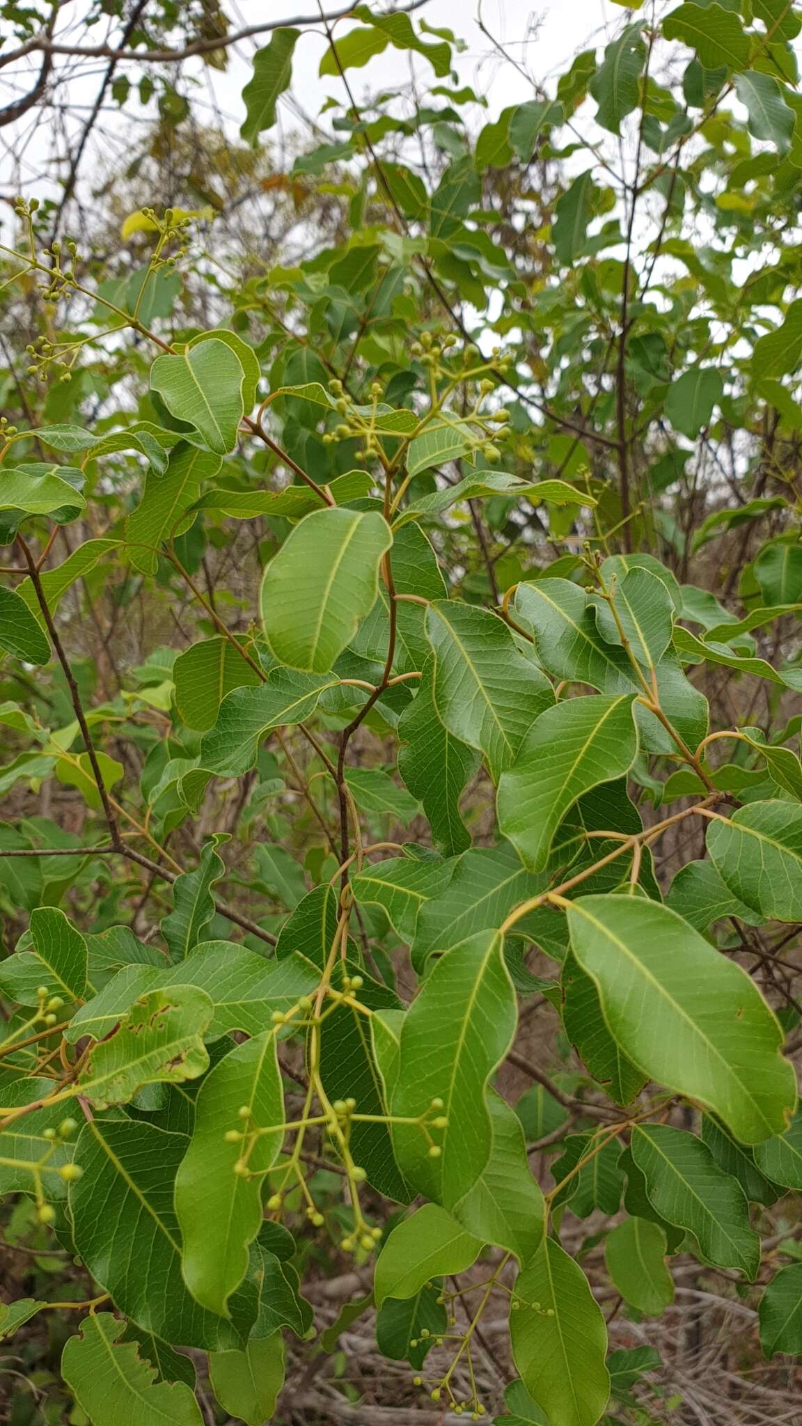 Image of Abrahamia deflexa (H. Perrier) Randrian. & Lowry