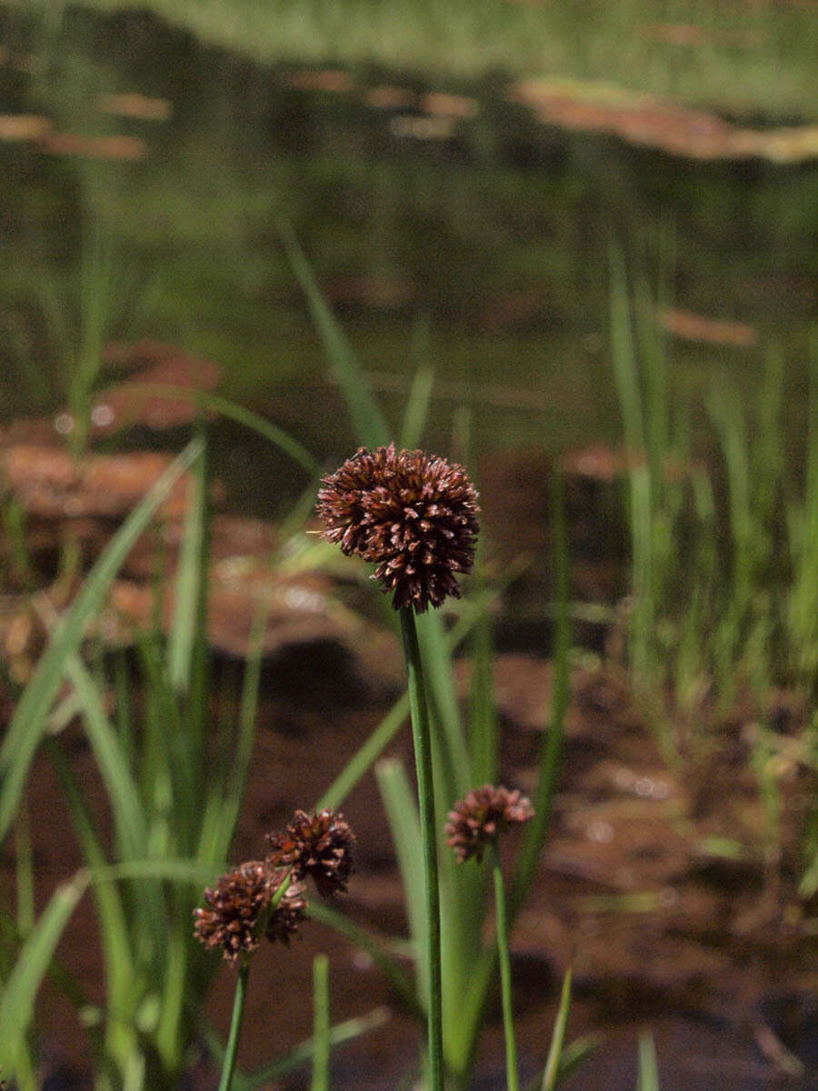 Imagem de Juncus saximontanus A. Nelson