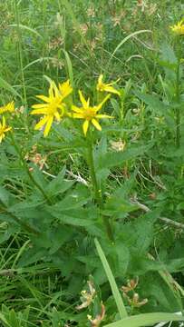 Senecio triangularis Hook.的圖片