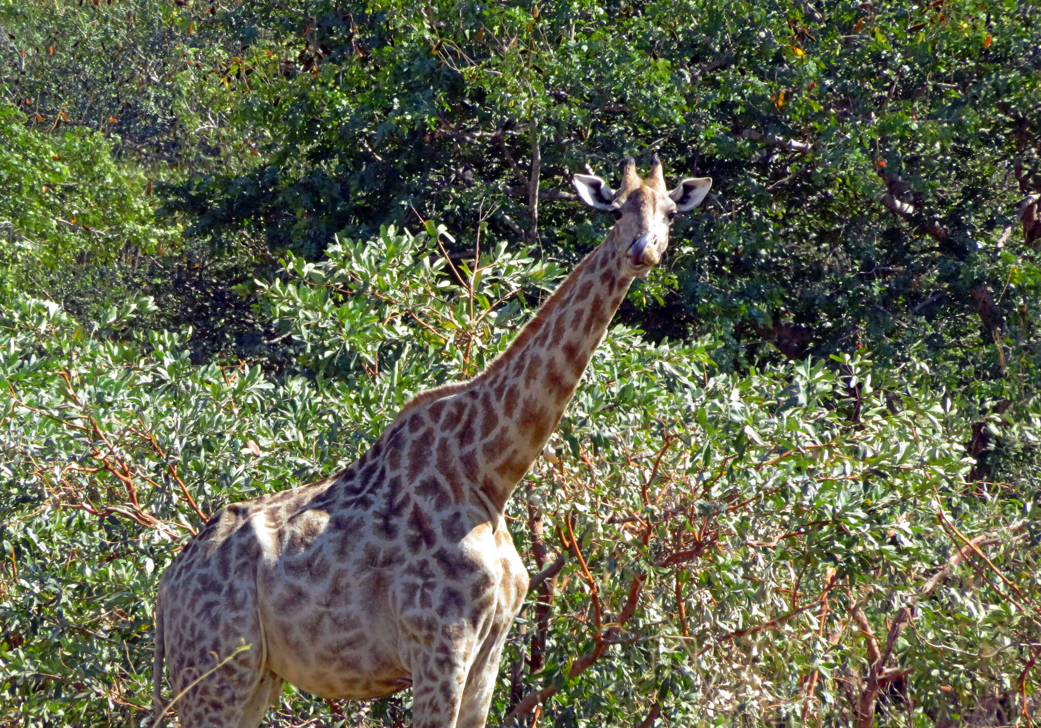 Image of Giraffe