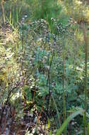 Image of stemless ironweed