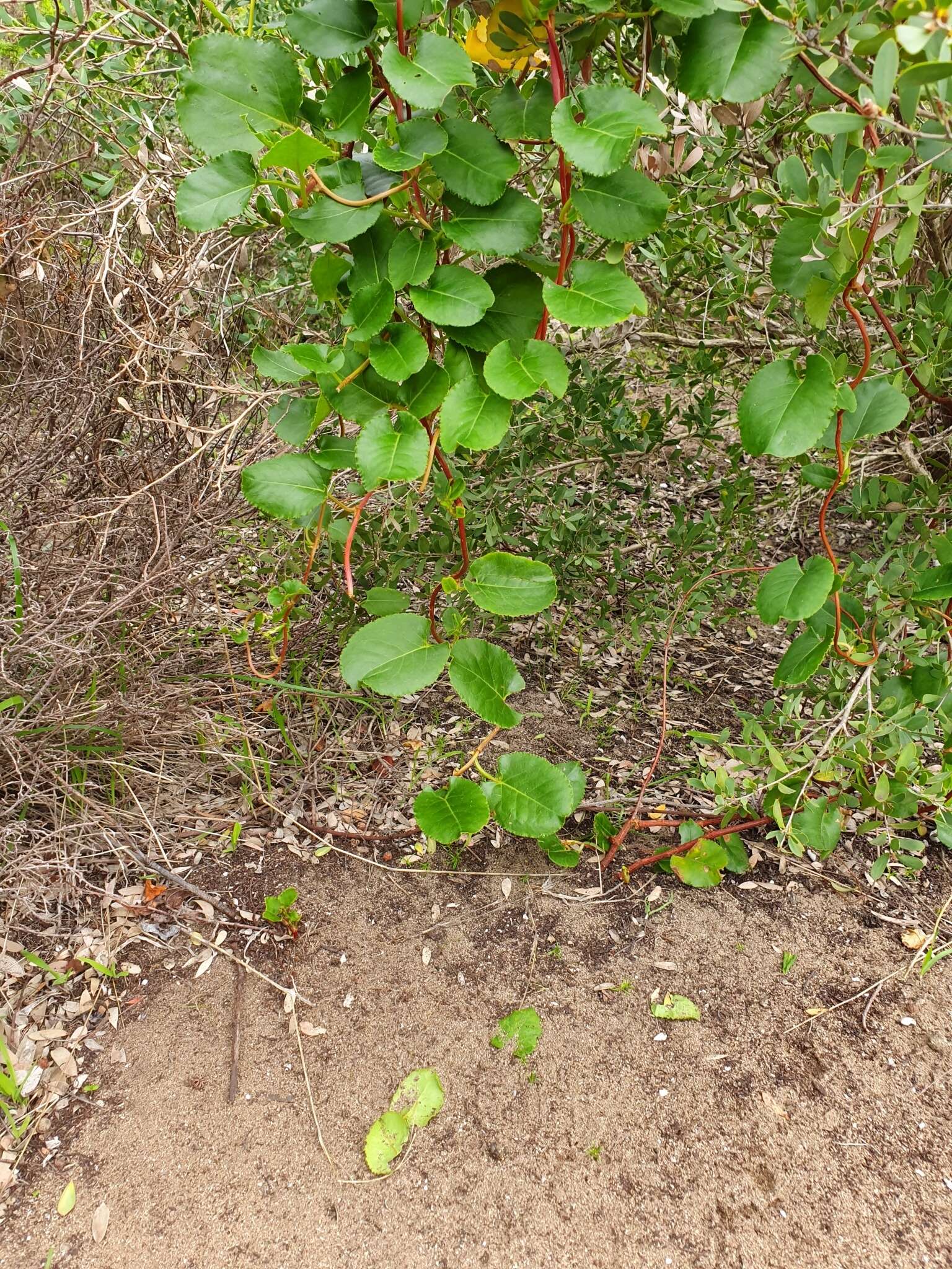 Image of Muehlenbeckia adpressa (Labill.) Meisn.