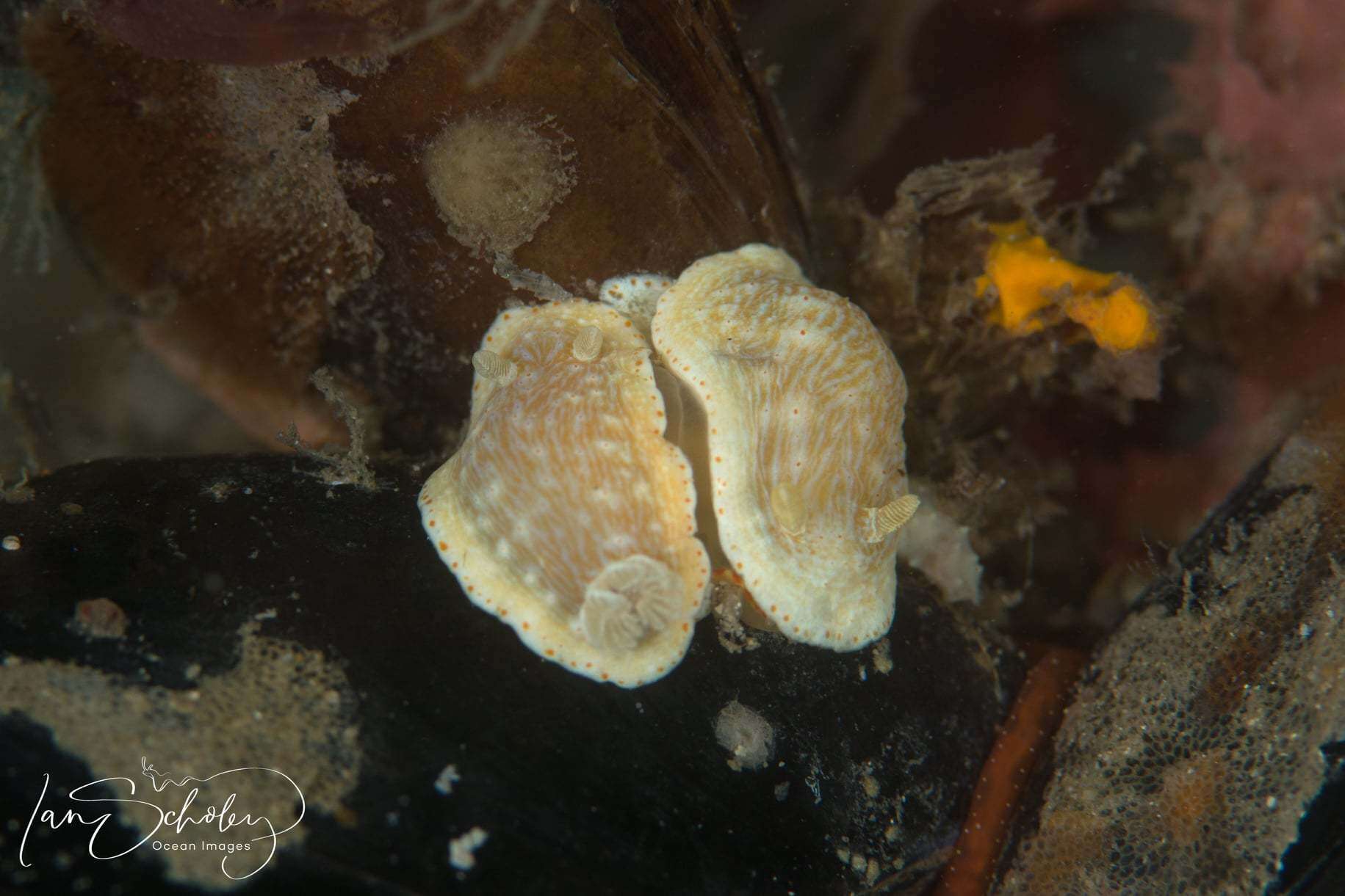 Image of Goniobranchus epicurius (Basedow & Hedley 1905)