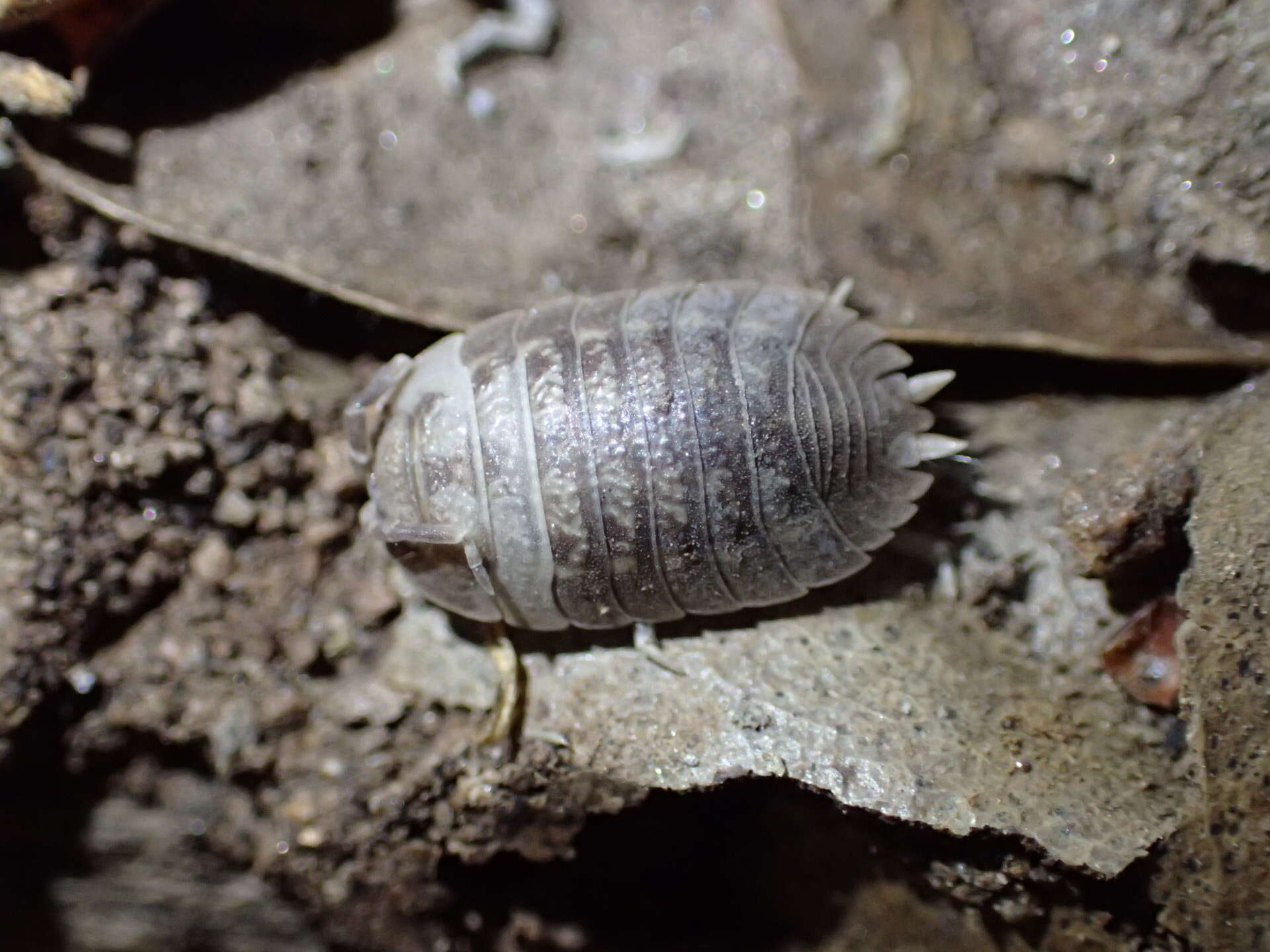 Image of Isopod