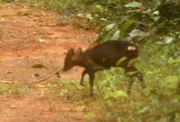 Image of Black Duiker