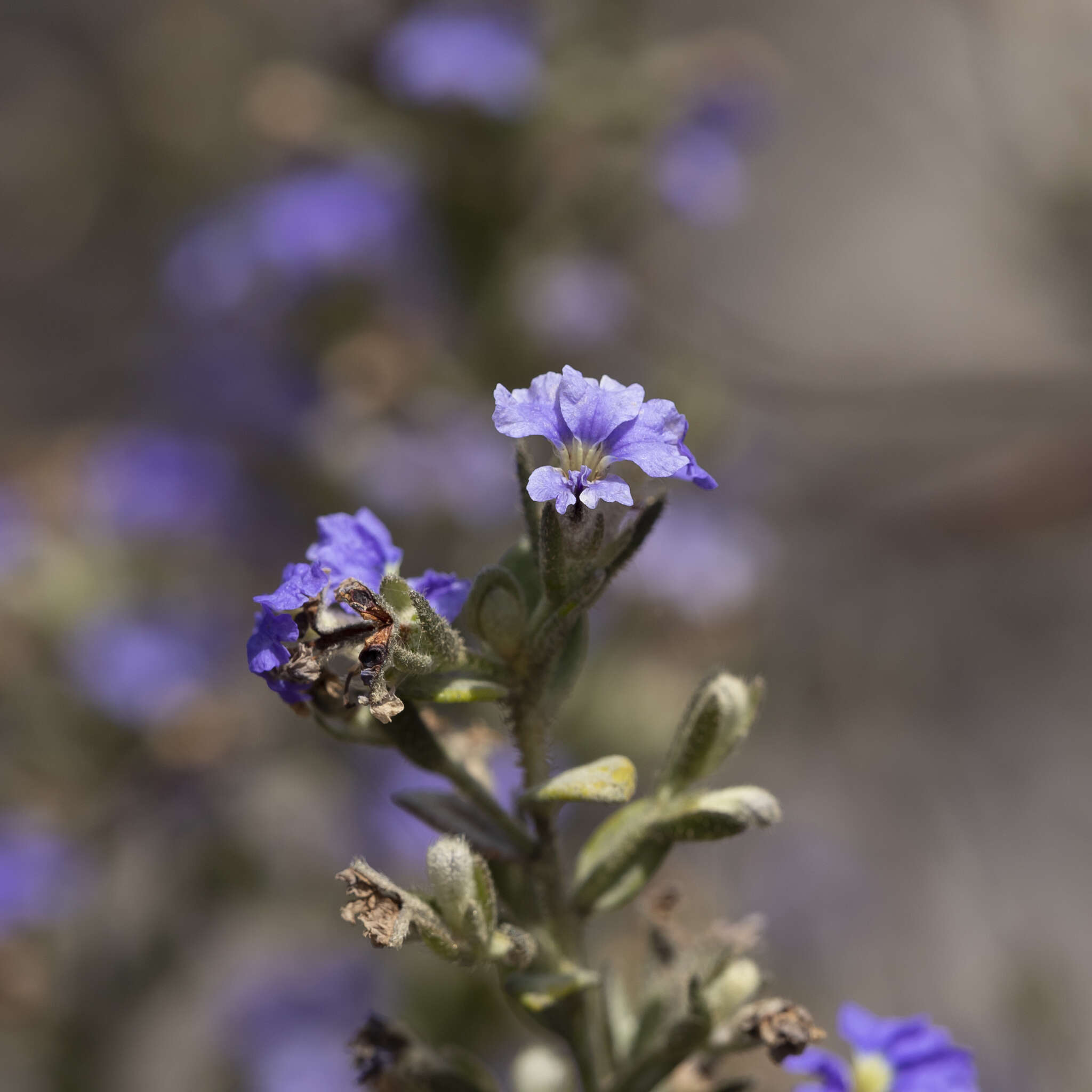 Image of Dampiera marifolia Benth.