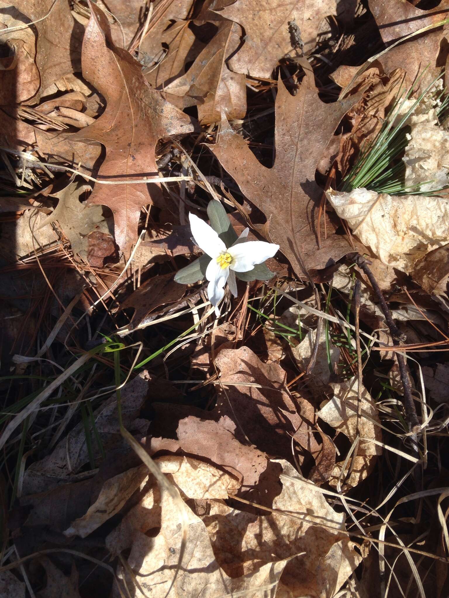 Image of snow trillium