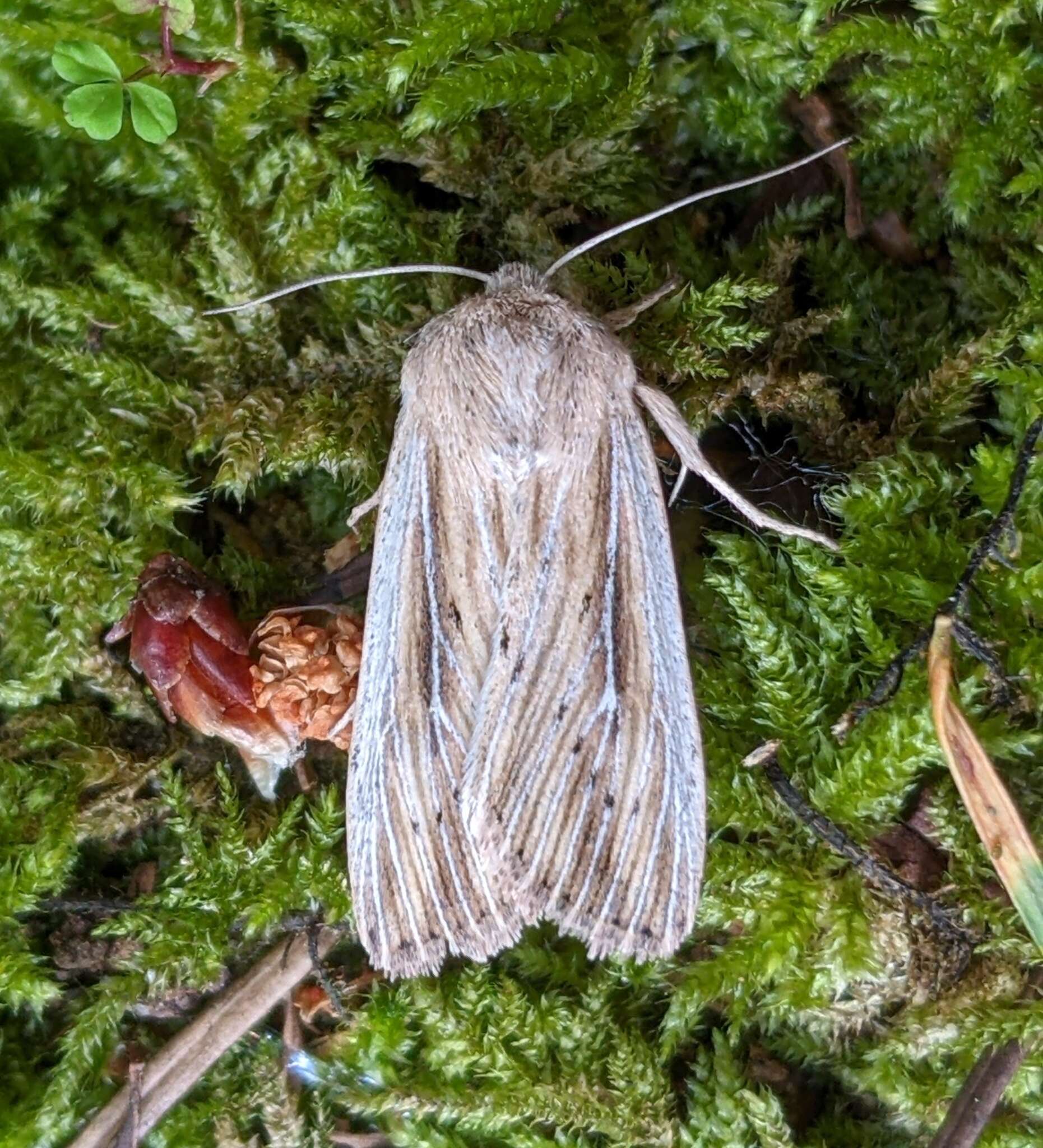 Image of <i>Leucania dia</i>